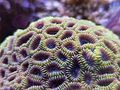 korallen (24)